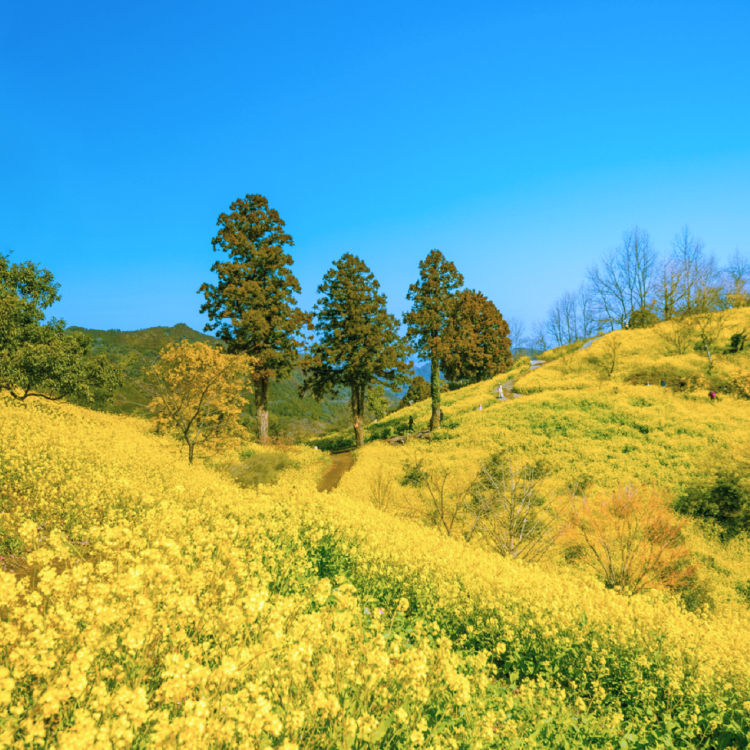 伊予市の風景